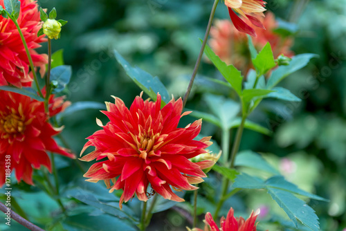 Fototapeta Naklejka Na Ścianę i Meble -  Dahlias

