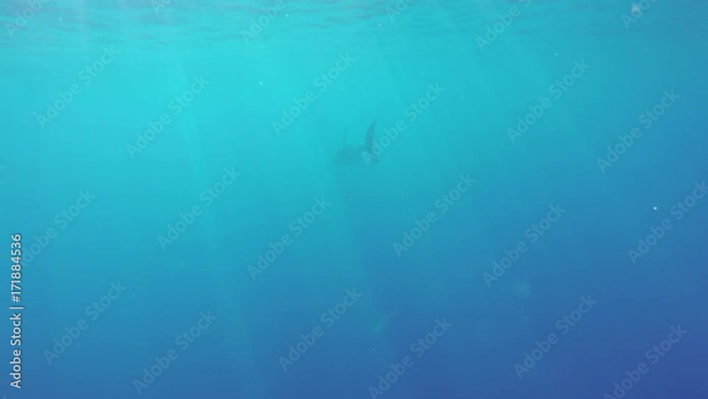 Bait lures wild great white shark in open ocean, Fiji Bait lures wild great white shark in open ocean, Fiji