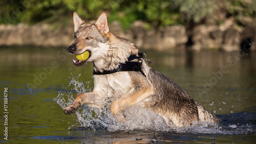 Czechoslovakian Wolfdog retrieving a ball from water, Italy photo