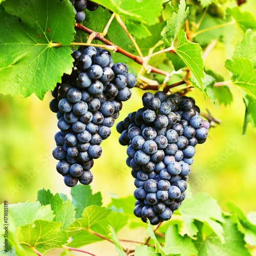 Ripe grapes. Vineyards at sunset in autumn harvest. Wine Region, Southern Moravia - Czech Republic. Popice under Palava.