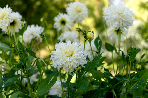 Fototapeta Naklejka Na Ścianę i Meble -  Dahlias

