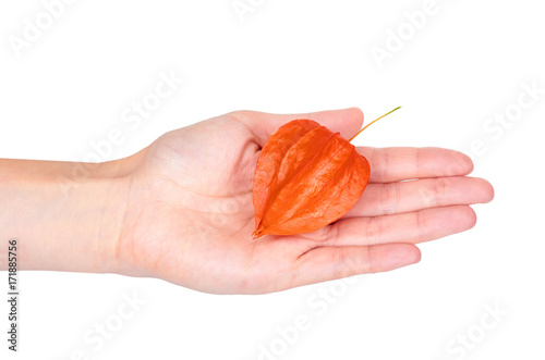 Orange physalis in hand isolated on white background