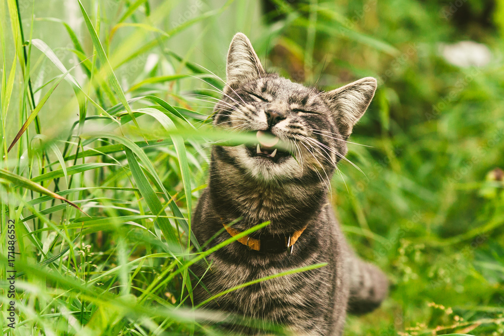 The cat is eating grass in the park. The cat is eating grass in the park.