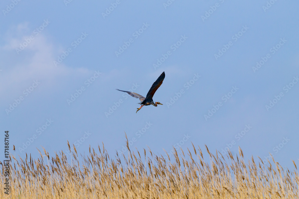 Purple heron close up.Po river lagoon Purple heron close up.Po river lagoon