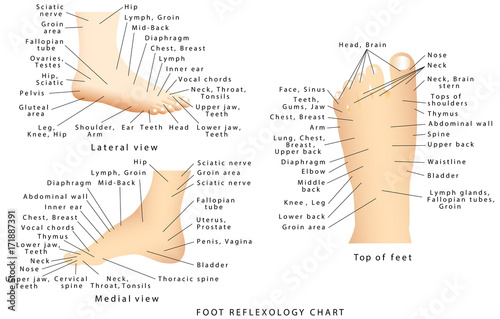 Reflexology chart