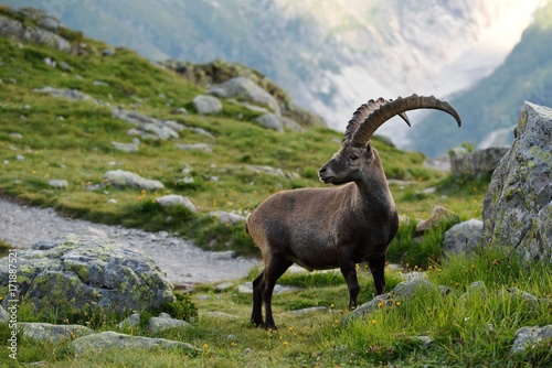 Ibex alpine photo