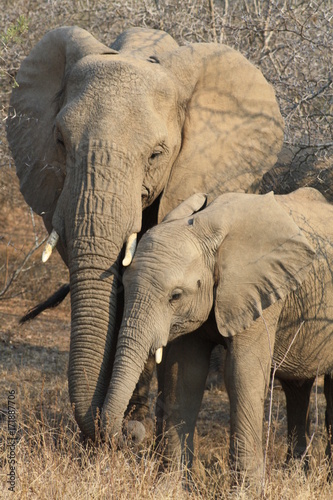 animali parco kruger sud africa elefante