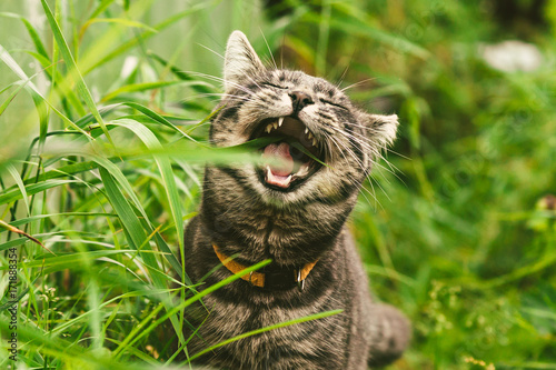 The cat is eating grass in the park.
