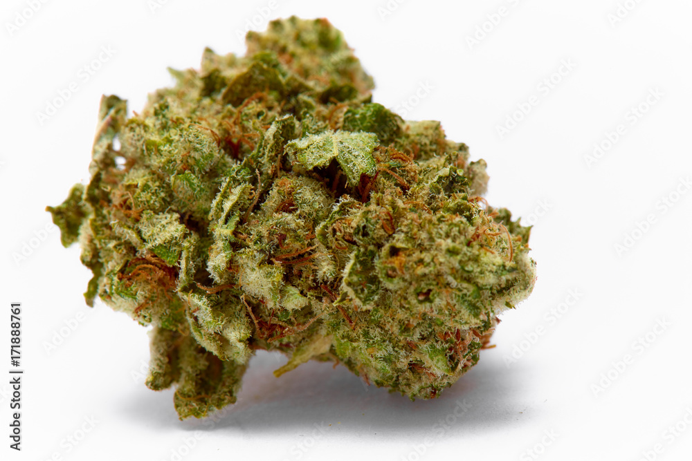 Close up of medical marijuana sativa strain Sour Diesel on white background Close up of medical marijuana sativa strain Sour Diesel on white background