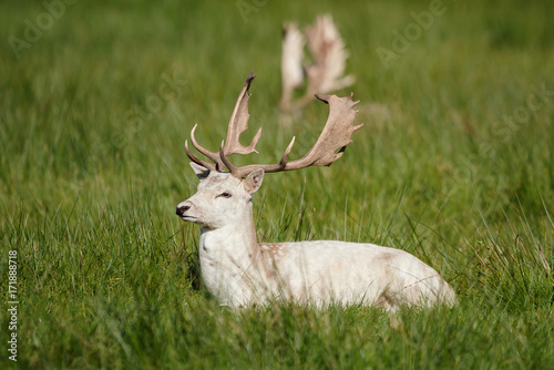 Mammals - Fallow Deer, Dama dama
