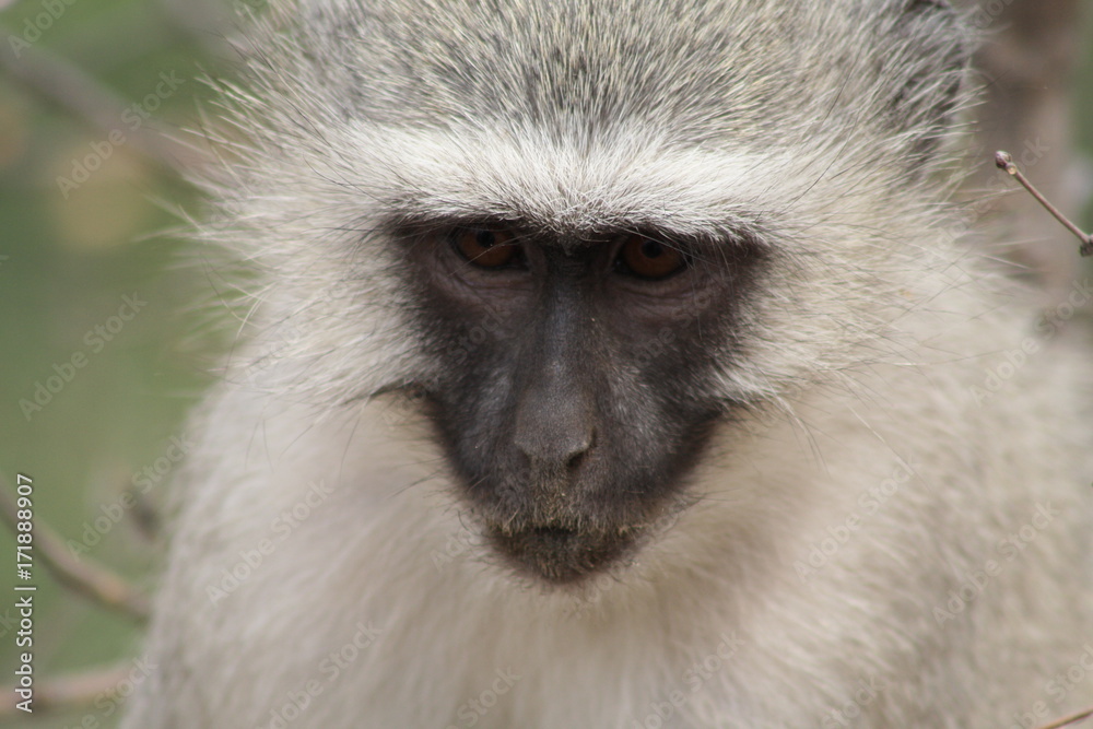 scimmia cercopiteco sud africa parco kruger natura scimmia cercopiteco sud africa parco kruger natura
