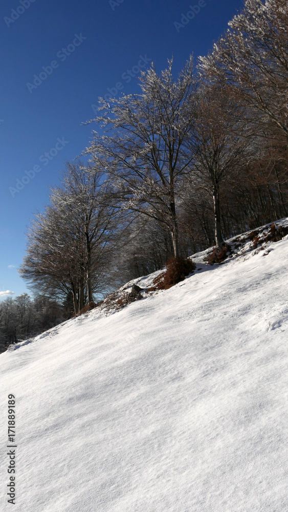 Fototapeta premium Inverno in montagna, neve e ghiaccio nel bosco