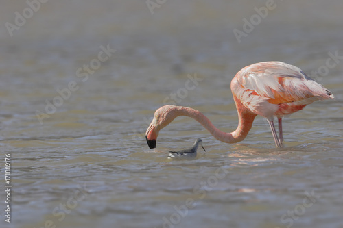 Obraz na plátně Greater Flamingo (Phoenicopterus ruber ruber) wading in water together with Wils