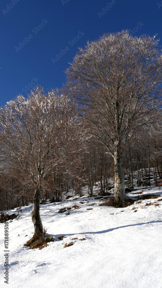 Fototapeta premium Inverno in montagna, neve e ghiaccio nel bosco