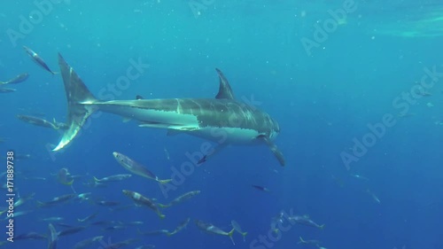 Wallpaper Mural Great white sharks swim by shark cage, Fiji Torontodigital.ca