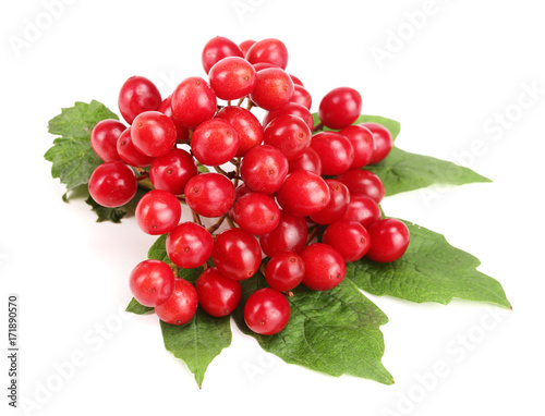 Viburnum berries with leaves isolated on white background