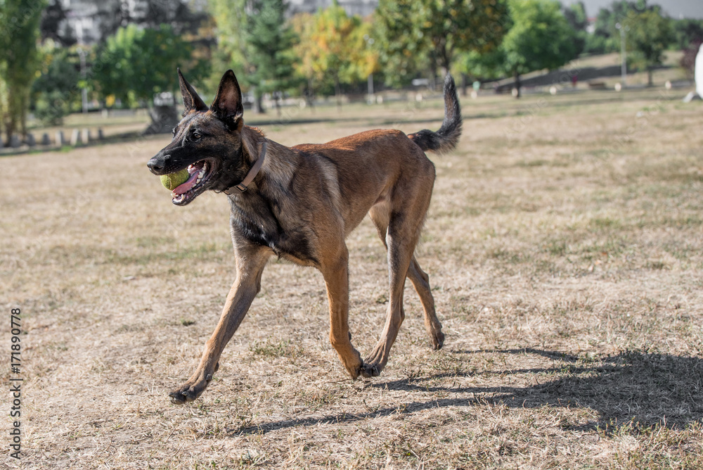 Belgian Shepherd Running Through the Grass. Selective focus Belgian Shepherd Running Through the Grass. Selective focus