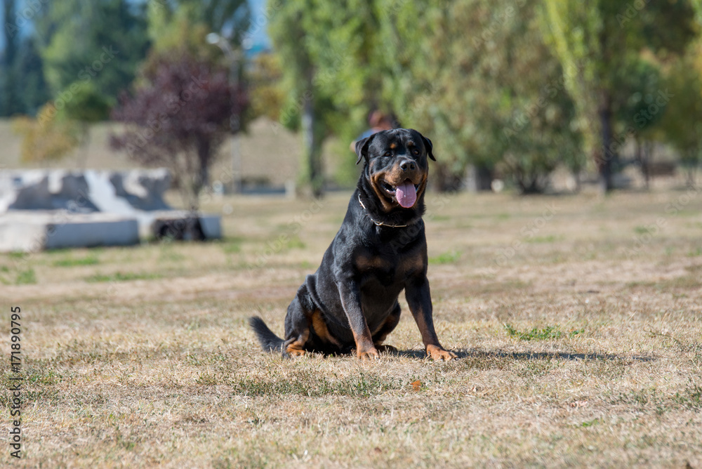 Purebred Rottweiler dog outdoors in the nature  on a summer day. Selective focus on dog