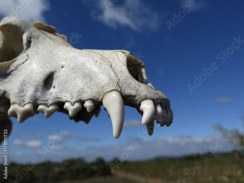 closeup of a dog skull found in france