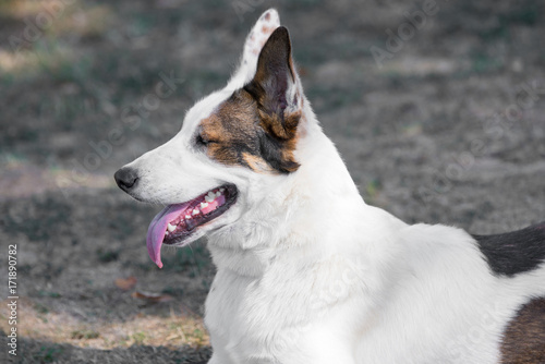 Portrait of a young yakutian laika dog at the park photo