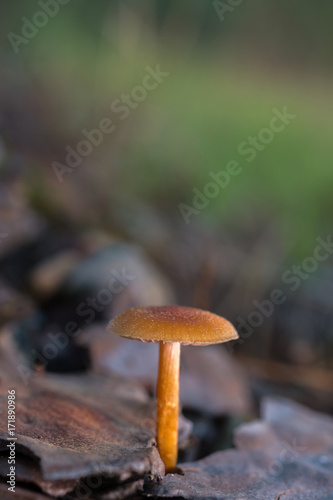 Small orange mushroom