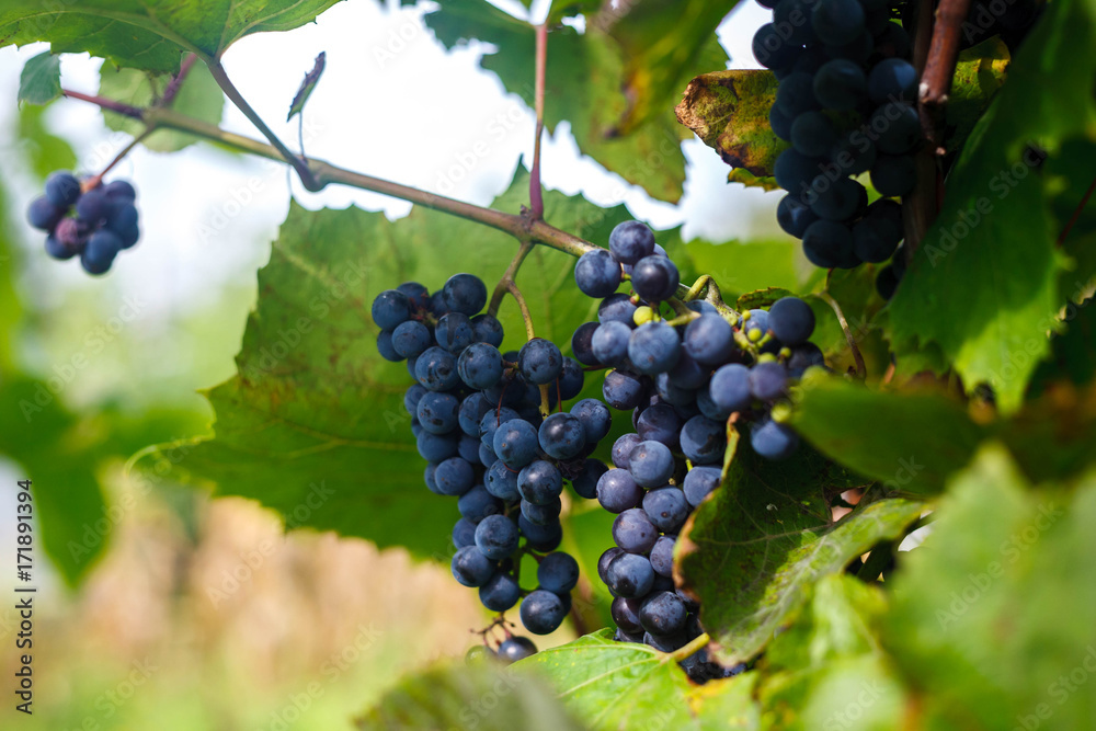 Blue wine grapes on the vine