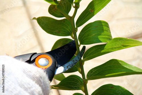 Pruning of a deflorated flower-bearing stem of a cultivar lily with a garden secateurs in the summer garden photo