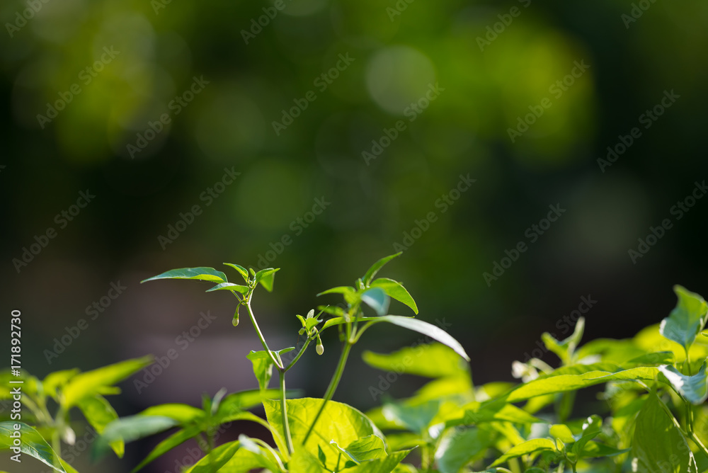 Plant nursery and organic vegetable garden for healthy eating. Selective focus on young lush green leaves by organic farming. Very shallow depth of field.