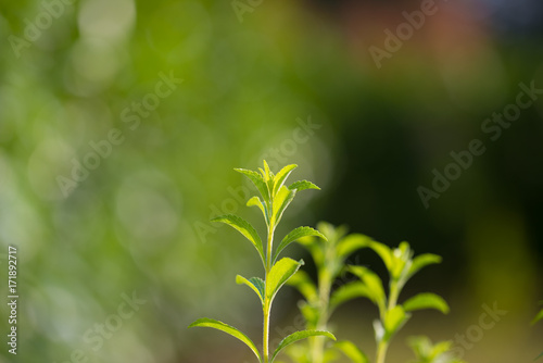 Stevia plant, healthy sweetener and natural substitute of sugar. Selective focus on young lush green leaves by organic farming. Very shallow depth of field.