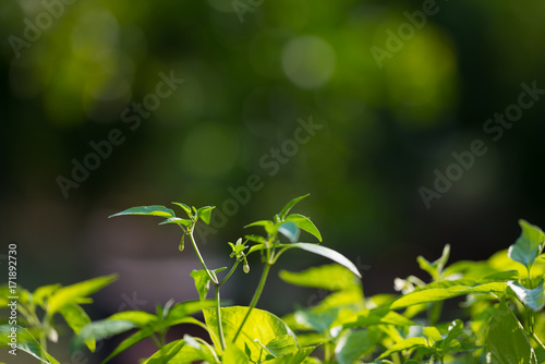 Plant nursery and organic vegetable garden for healthy eating. Selective focus on young lush green leaves by organic farming. Very shallow depth of field.