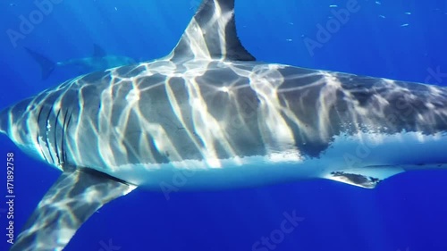 Great white shark in deep ocean, POV