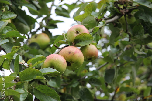 Apfelbaum mit Äpfeln