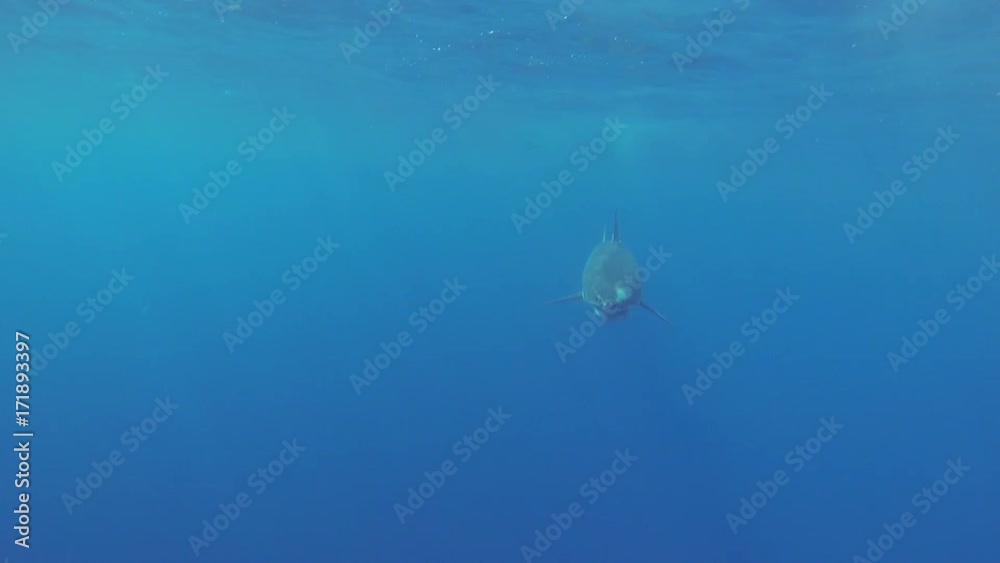 Great white shark swims in open water, Fiji Great white shark swims in open water, Fiji