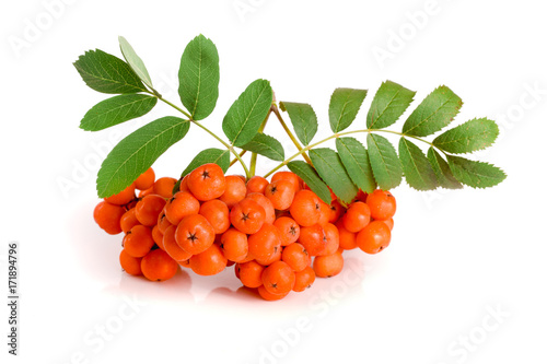 Foto Orange rowan with leaf isolated on white background