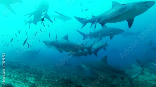 POV, sharks circle over seafloor in Fiji