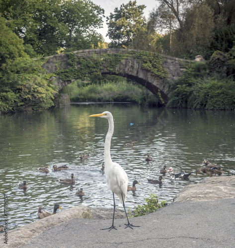 Gapstow bridge Central Park  New York City