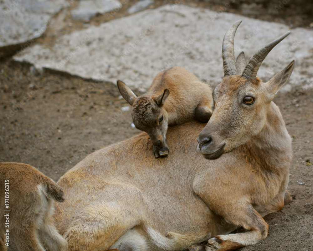 Fototapeta premium mountain goat family 
