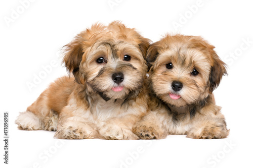 Two cute havanese puppies are lying and looking at camera