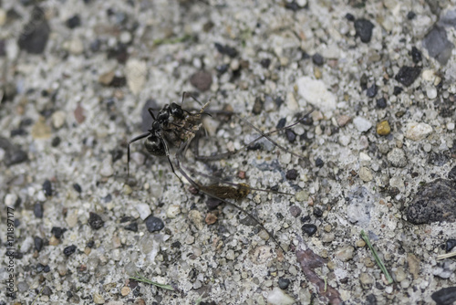 Ant VS Spider