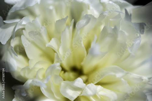 Petals of White Flower
