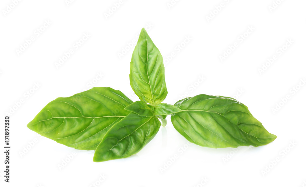 Green fresh organic basil isolated on white Green fresh organic basil isolated on white