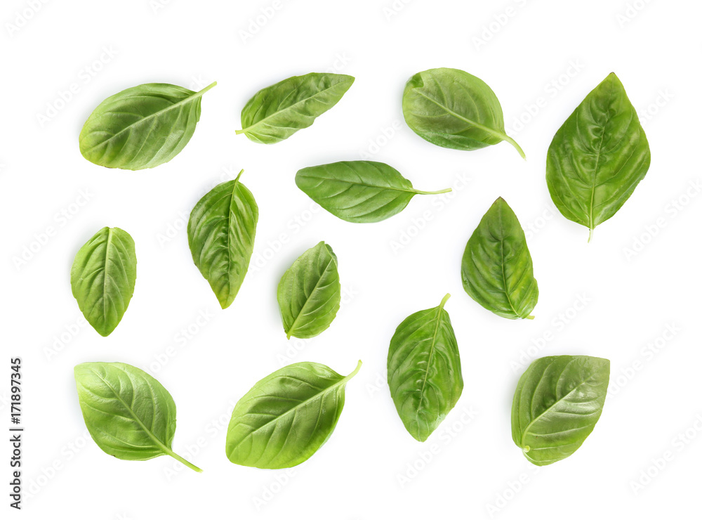 Green fresh organic basil leaves isolated on white