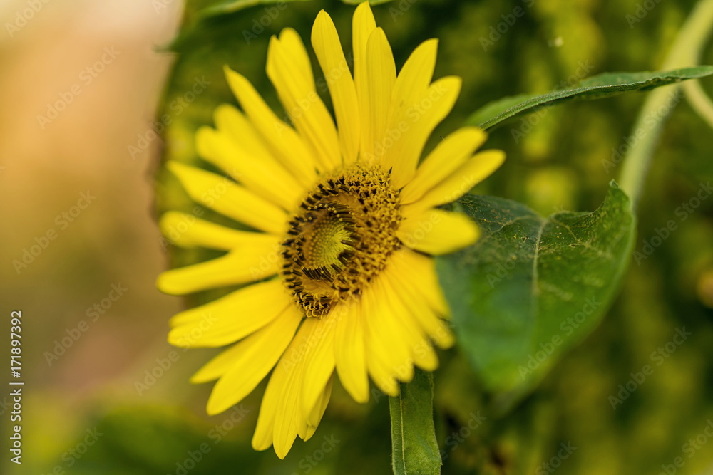 Fototapeta premium Sonnenblumen