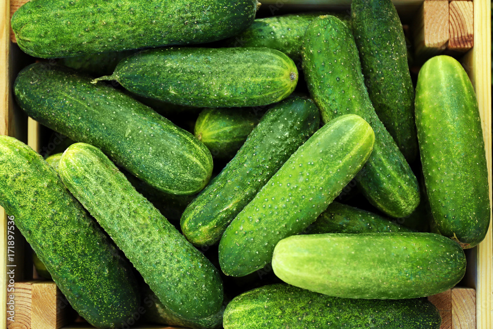 Fresh cucumbers in crate, close up Fresh cucumbers in crate, close up