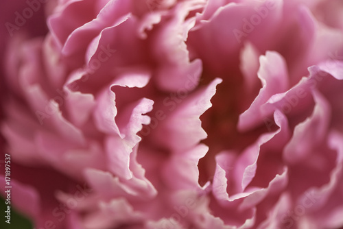 Fototapeta Naklejka Na Ścianę i Meble -  Peonies Pink Flower Petals
