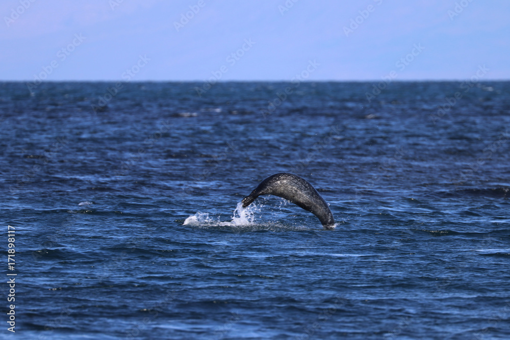 Obraz premium Iceland