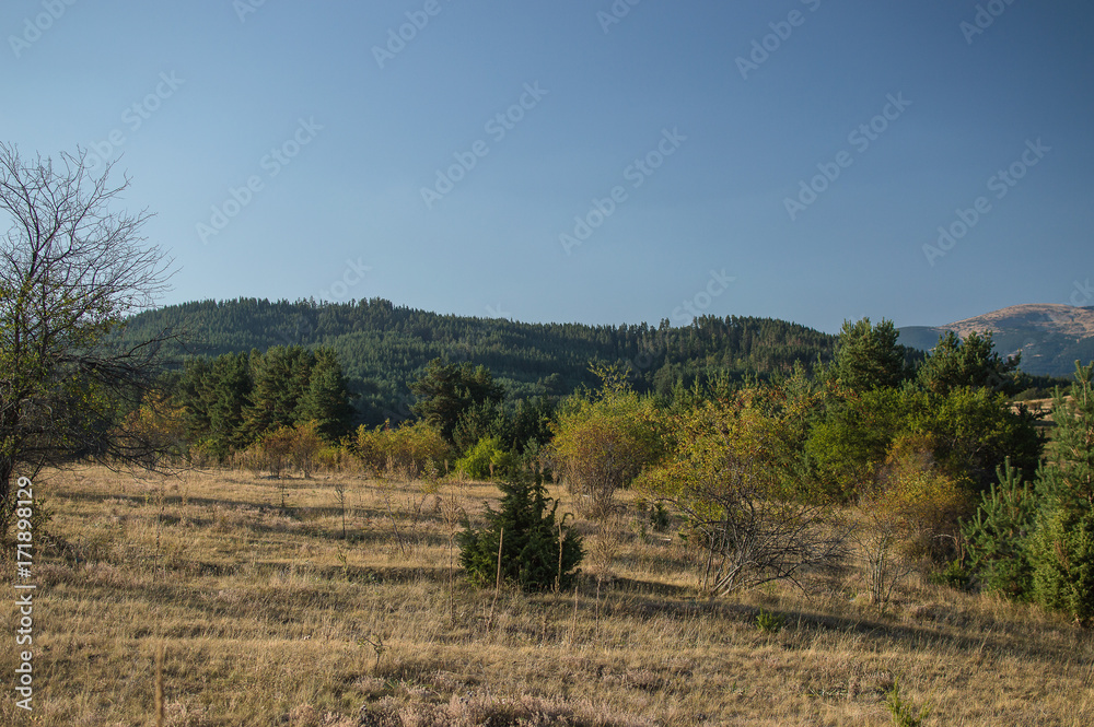 Meadow Meadow