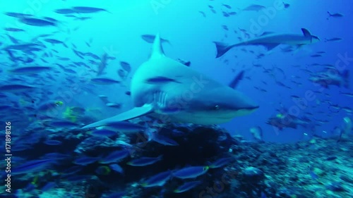 Divers watch sharks and fish in Fiji, POV