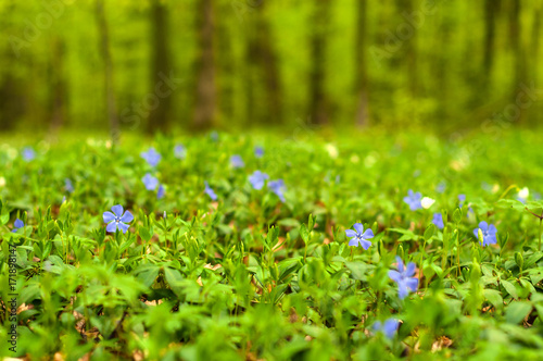 Fototapeta Naklejka Na Ścianę i Meble -  Periwinkle flower in the forest in the sunny day. Vinca minor, lesser periwinkle or dwarf periwinkle. Fabulous green forest with blue and white flowers. Beautiful summer forest landscape.