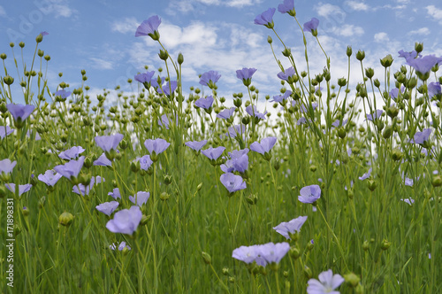 Flowering flax on background of blue sky